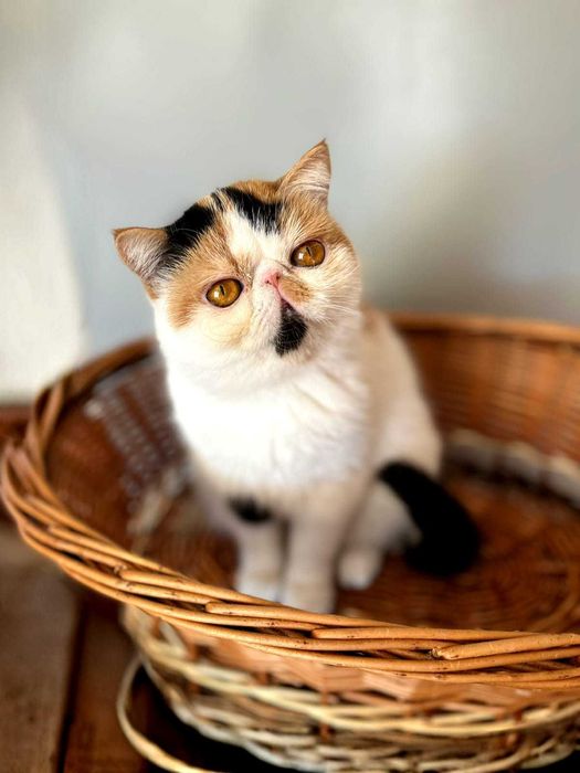 Продава се в развъждане котка, порода экзот. Родена 28.04.25.