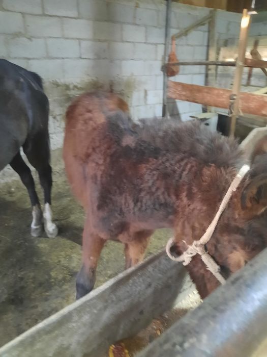 Жабағ, тай лошадь