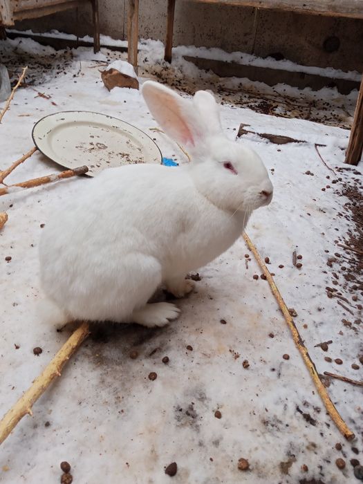 Продам кроликов им 11 месяцев