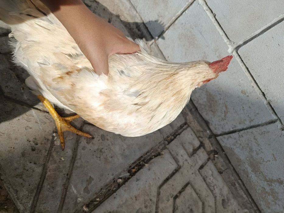 Uyda boqilgan tovuqlar va ho'rozlar