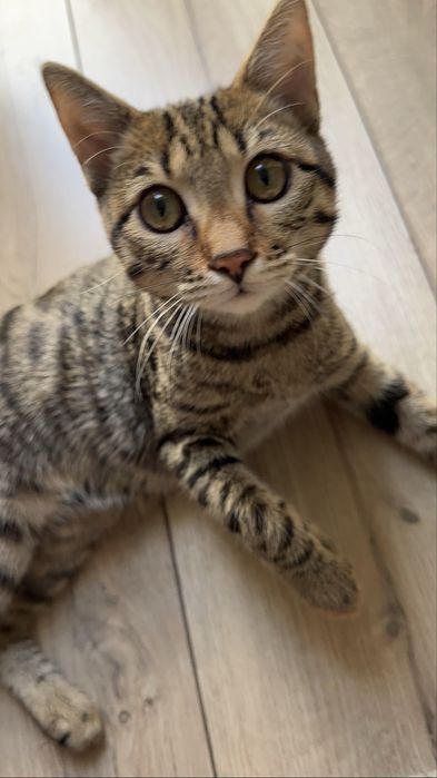 Ищу дом для котенка!!!