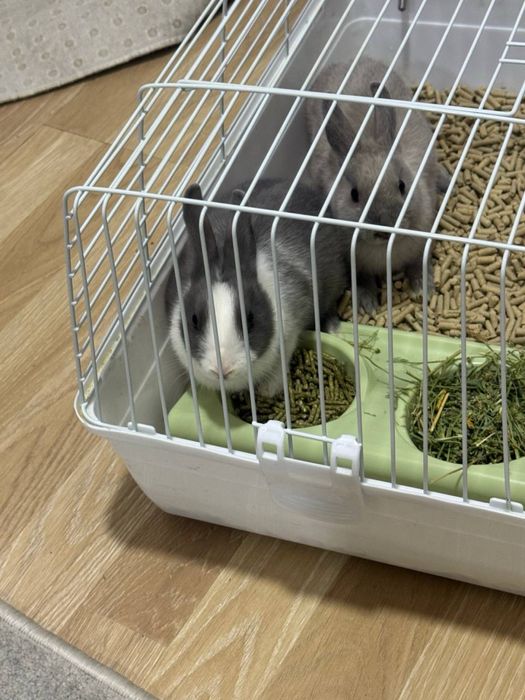 quyon zoti karlikiviy qafasi bilan sotiladi