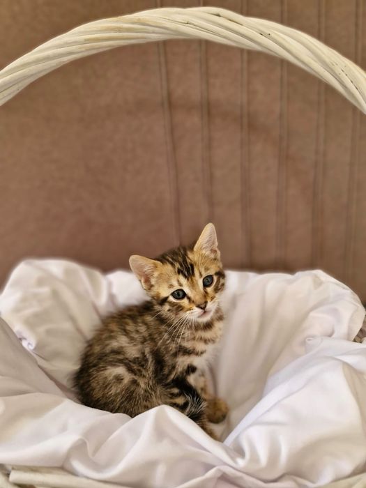 Раздаем  котят бенгалов