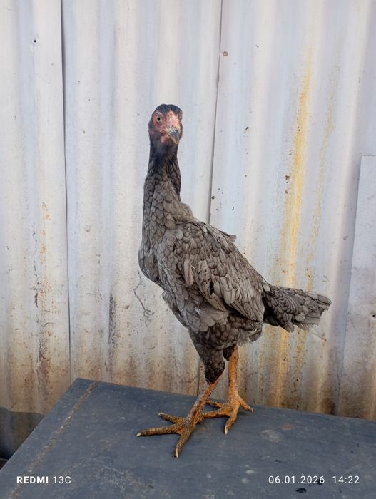 Дакан пепельный молодая