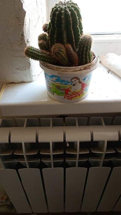 Ростения домашние