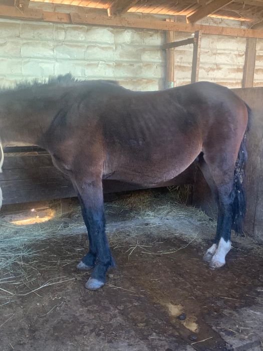 Жеребчик 2,5 года