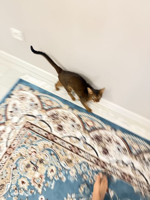 Кошка абиссинская