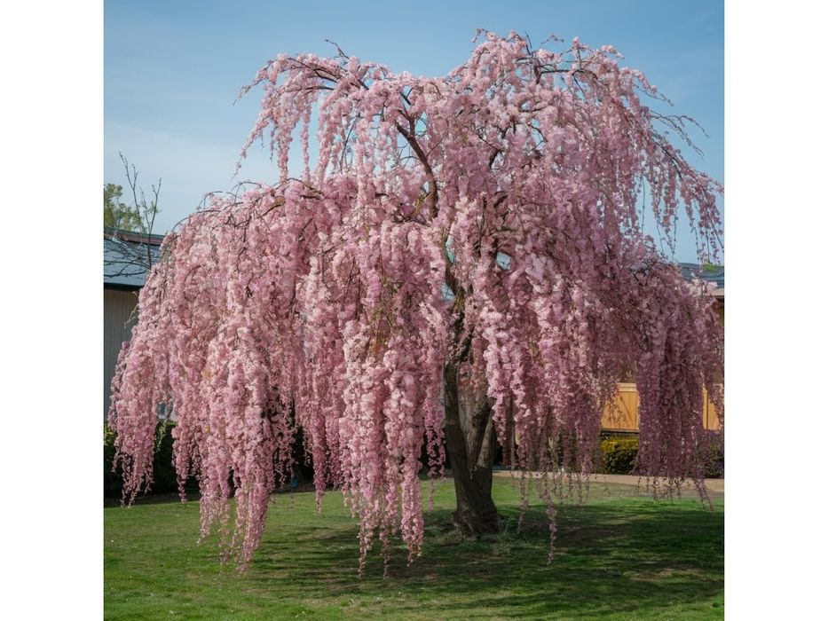 Плачеща японска вишна kiku shidare zakura