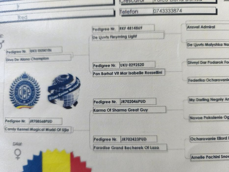 Fetiță pudel cu pedigree caută altă casă