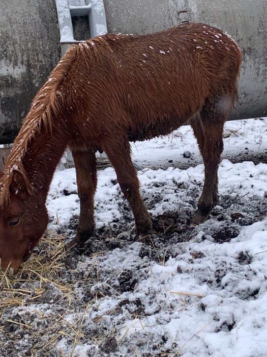 Жеребята 8 месячные
