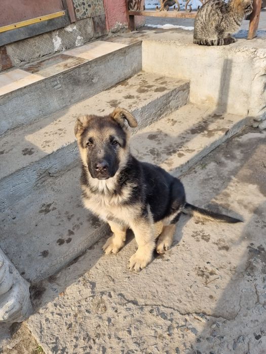 Немецкая овчарка щенок