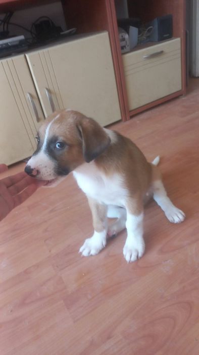 Подаряваме малки и големи кученца