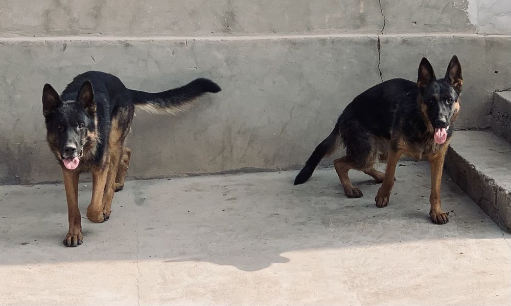 немецкая овчарка кобель