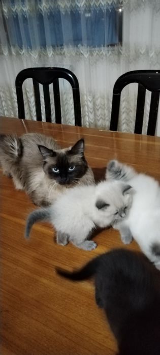 Сиямская  кошка.