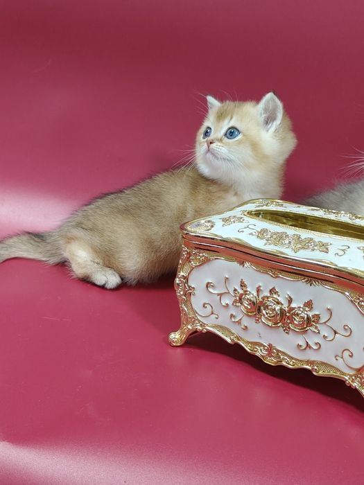 Золотая шиншилла девочка