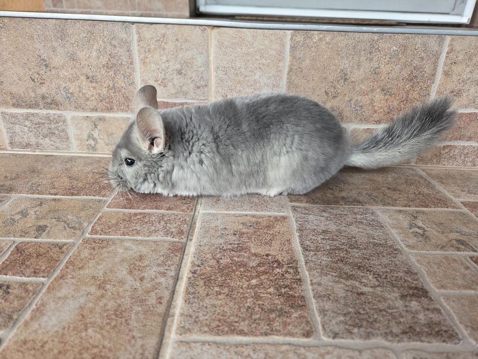 Vând puii de Chinchilla.