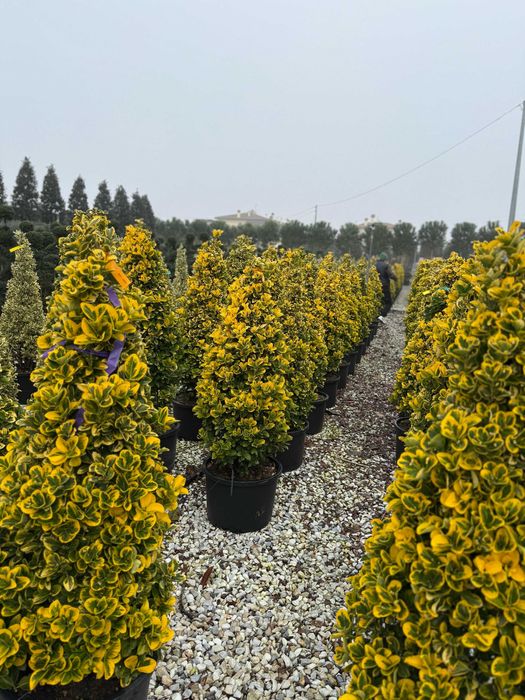 Plante ornamentale care aduc stil și frumusețe