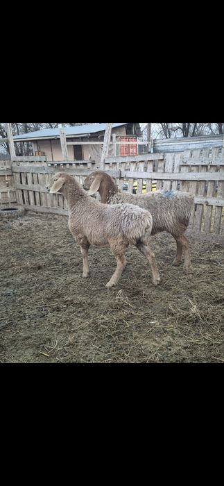 Арашан ұрғашы тоқтылар - ярки