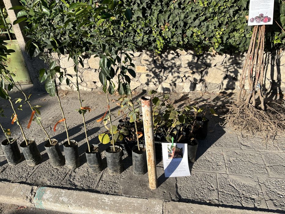 Овощен Разсадник Радослав Чотров "фитосанитарен сертификат " !