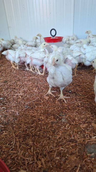 Pui de carne, rasa mixta si curci