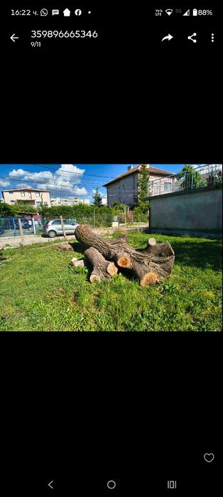 Орех - ствол на дърво,продажба, намира се в гр. София