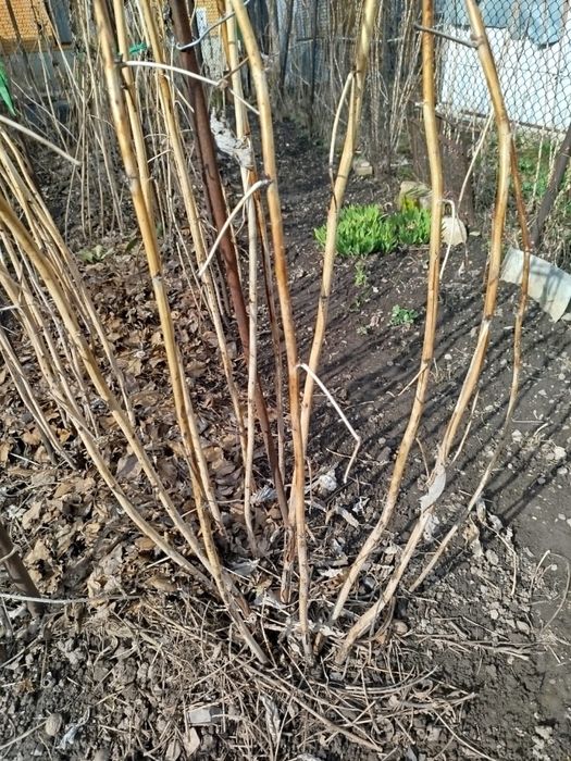 Продам малину в кустах