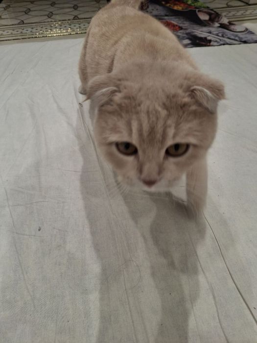 Skotish fold Mushugi o’g’il bola