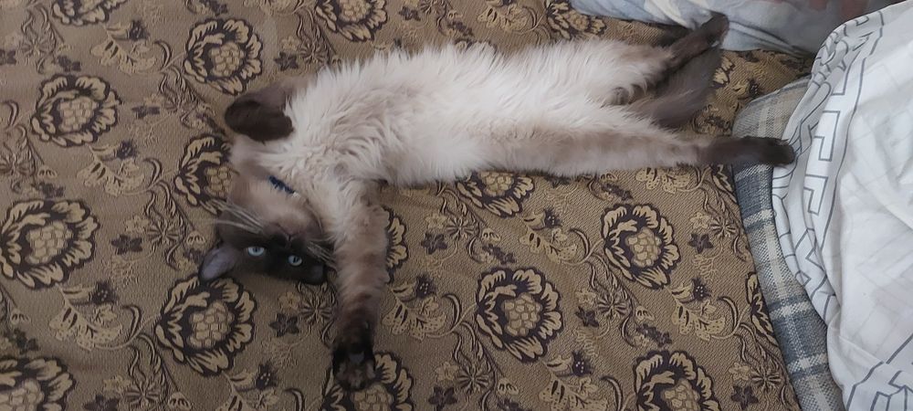 Отдам кота в добрые руки