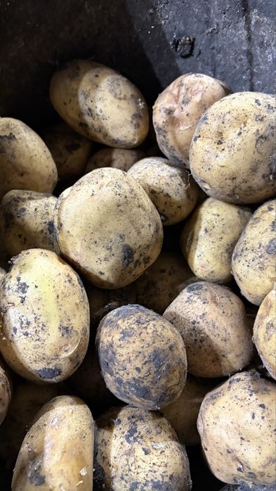 Картофель товарный