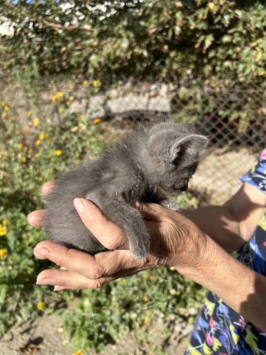 Котенок, мальчик
