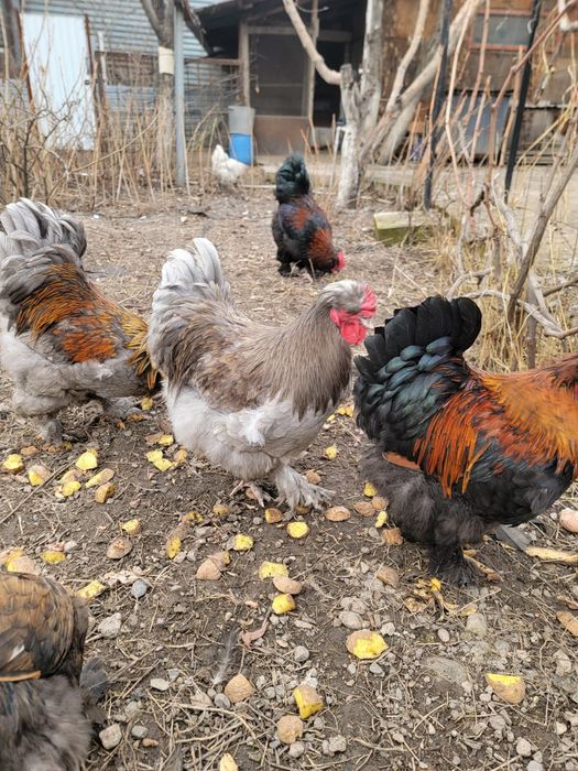 Продам петухов кокинхинов