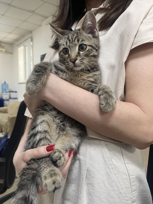 Маленький котенок