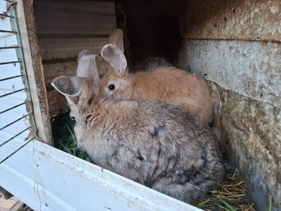 Vând iepurii detalii în privat