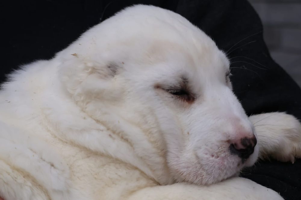 Белые ,тяжёлые алабаи