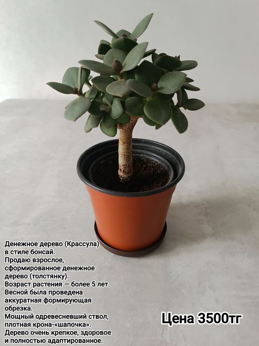 Комнатные цветы суккуленты