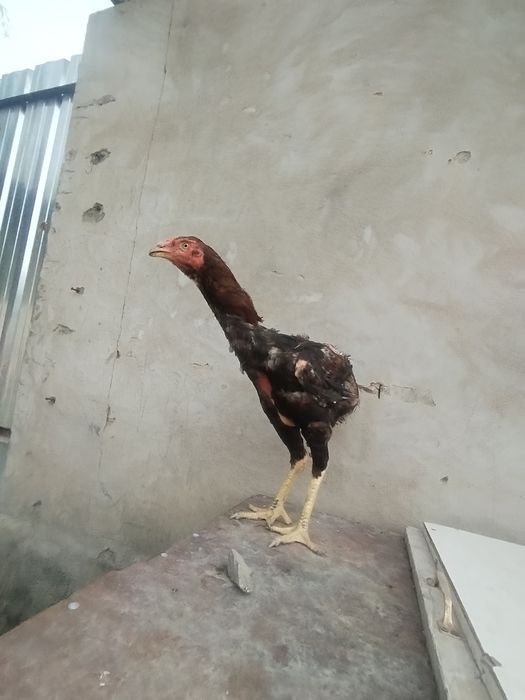 Продам птицу дакан