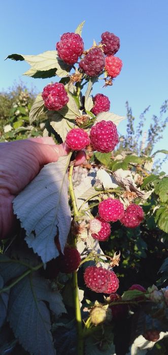 Саженцы малины,продам