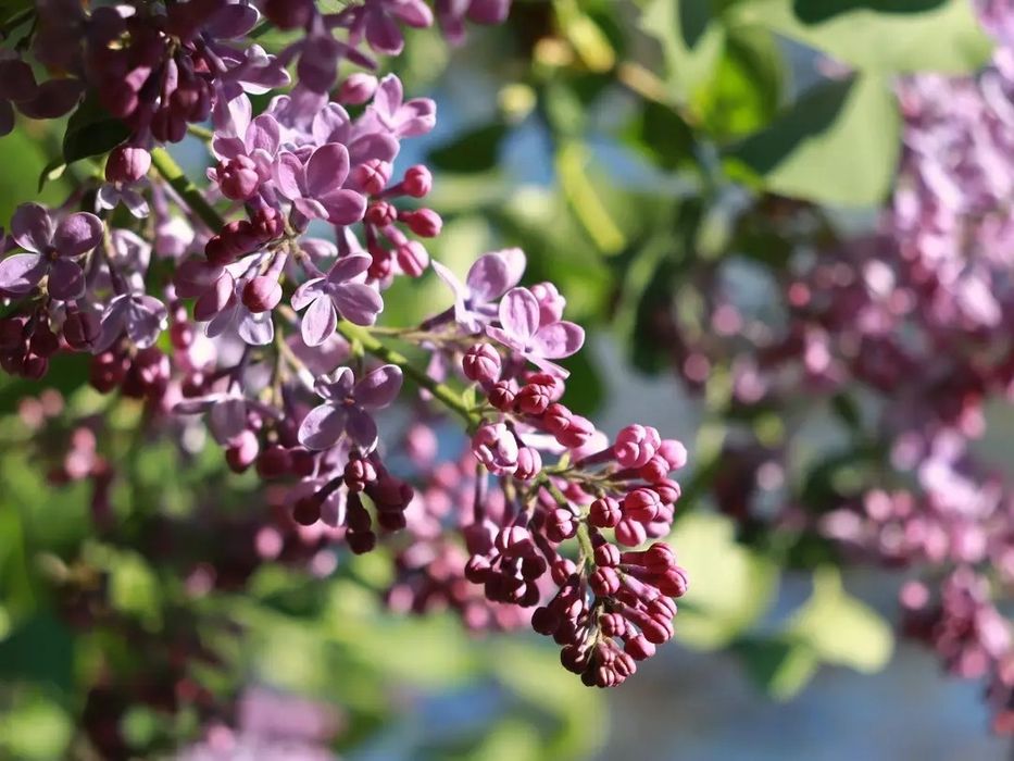 Canon EOS 850d kit +Zenitar 50mm f1.9