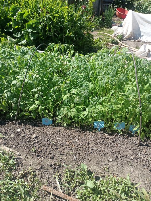 Продам рассаду томатов и перцев