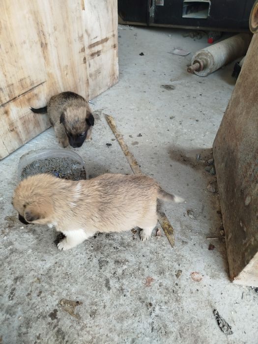 It bolalari, sog'lom, boqsa bôladigan