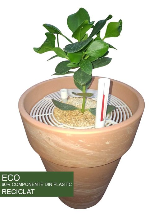 Planta verde, Spatifilum, Cordyline, Calathea  , Clusia, ECO hi