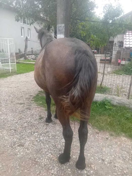 Cai de vânzare  jud Salaj
