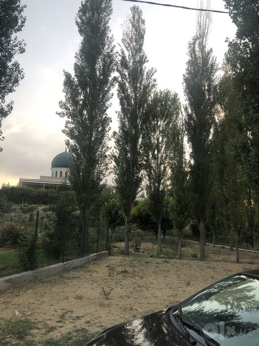 Терак сотилади 6 млн