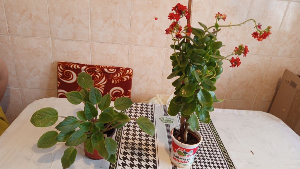 Продам комнатные растения