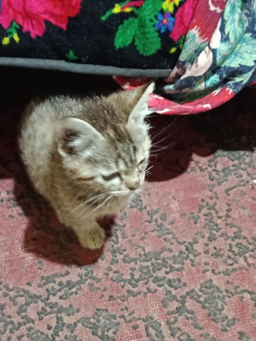 Mushuk chalar  kimga kerak