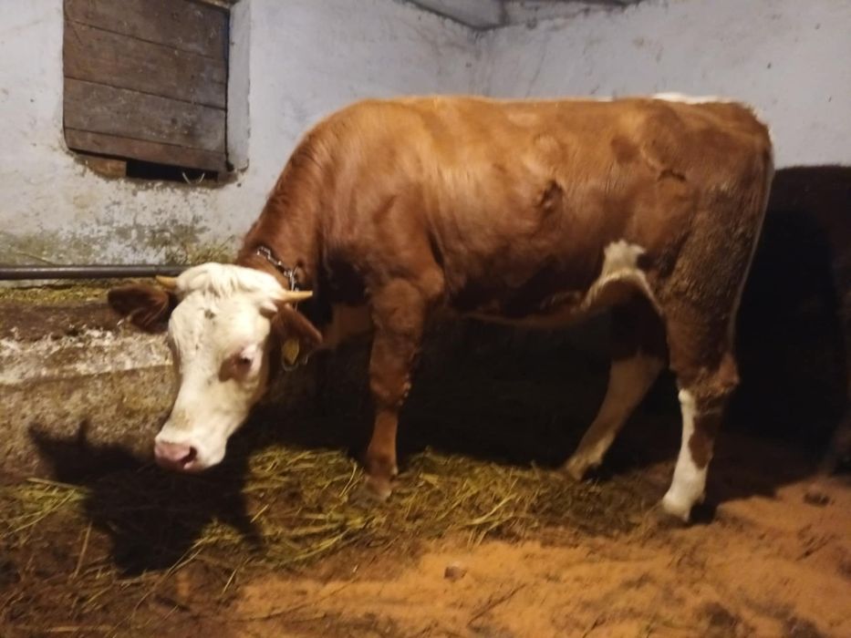 Vând doua jurinci mari de un an jumate din mame bune de lapte