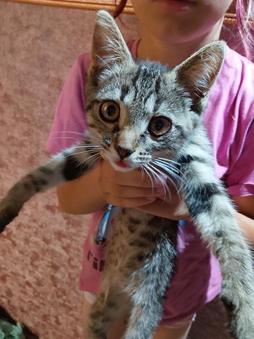 Отдам котёнка, примерно два месяца, мальчик очень красивый окрас.