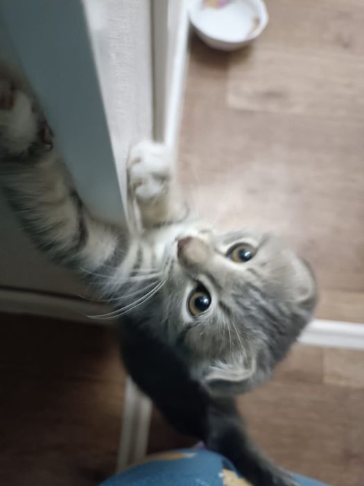 Отдам котёнка в добрые руки