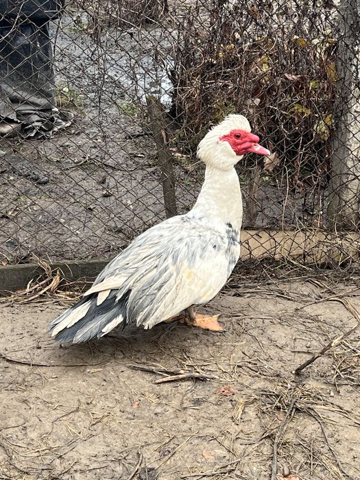 Vand gaste  pereche si un ratoi