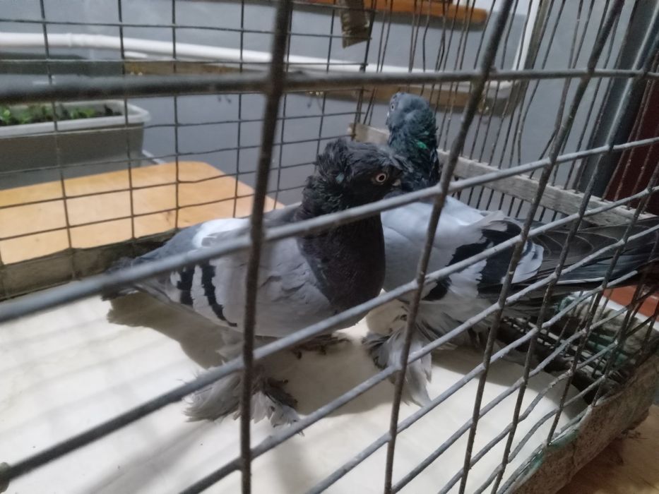 Голуби пара сизых